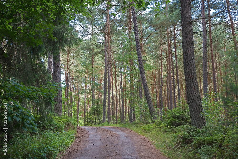 Landstraße durch den Kiefernwald in Niederbayern Landstraße durch den Kiefernwald in Niederbayern