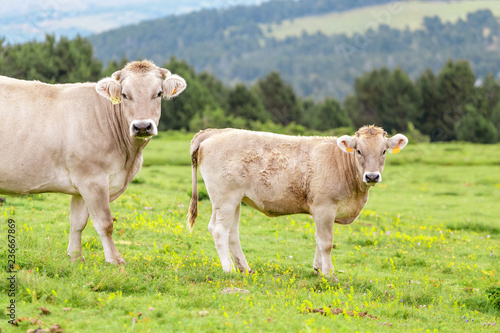 Wallpaper Mural The cow calf on a summer pasture in mountains Torontodigital.ca