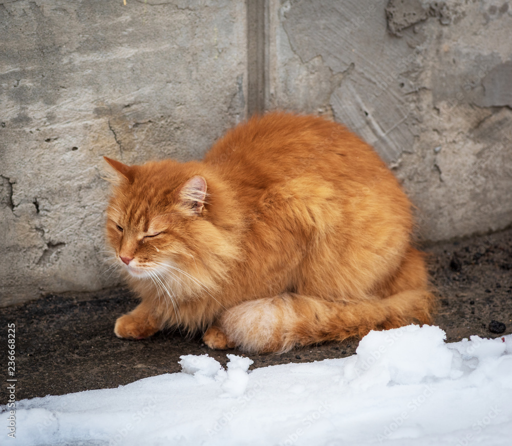 Fototapeta premium big red fluffy cat sits and freezes in the middle of the snow