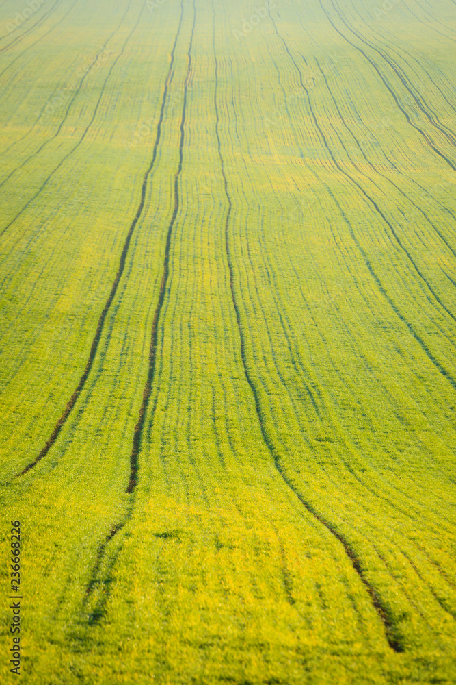 Green field as background Green field as background