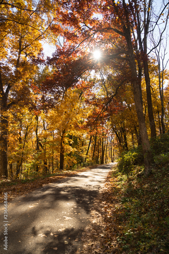 A rural country road travels between trees showing bright fall color as winter approaches