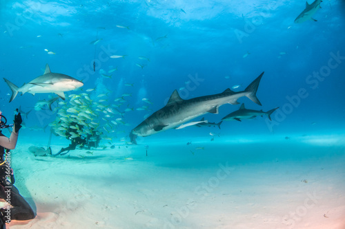 Tiger shark at Tigerbeach, Bahamas © Michael Bogner