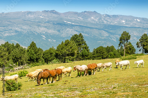 Herd of Horses on a pasture in mountains