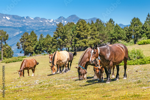Obraz na płótnie Herd of Horses on a pasture in mountains w salonie