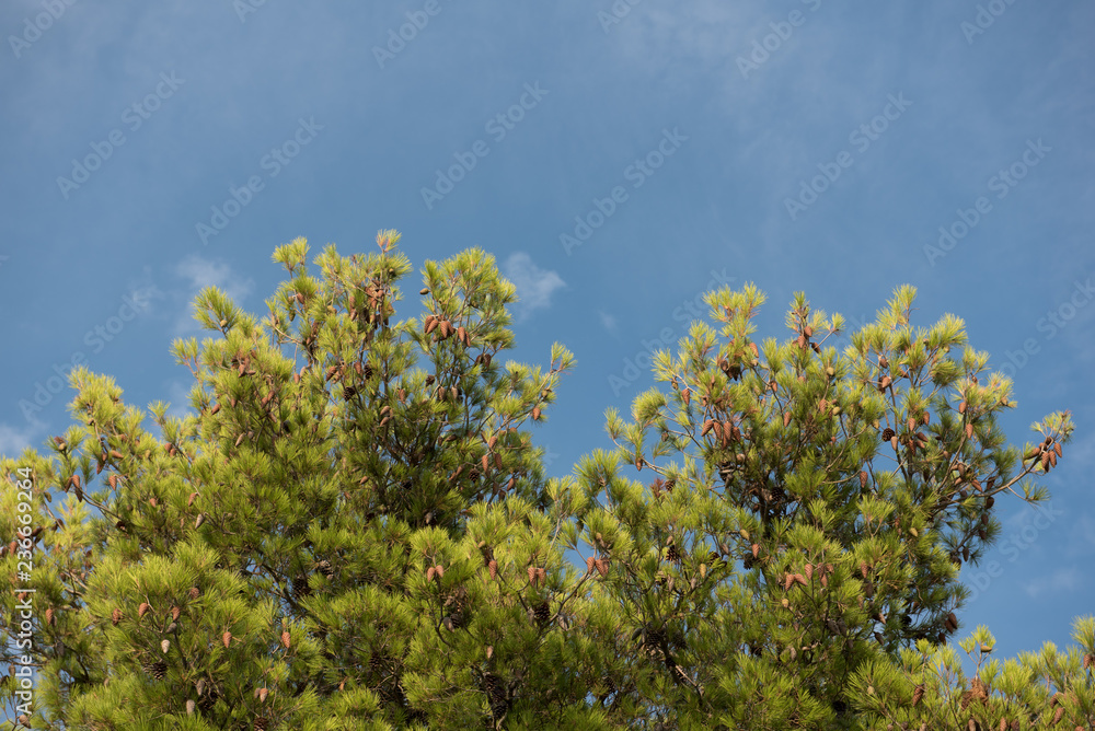 Green treetop with blue sky and white clouds. Pine trees against blue sky as background, wallpaper. Green treetop with blue sky and white clouds. Pine trees against blue sky as background, wallpaper.
