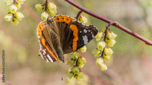 Atalanta butterfly on a blooming twig photo
