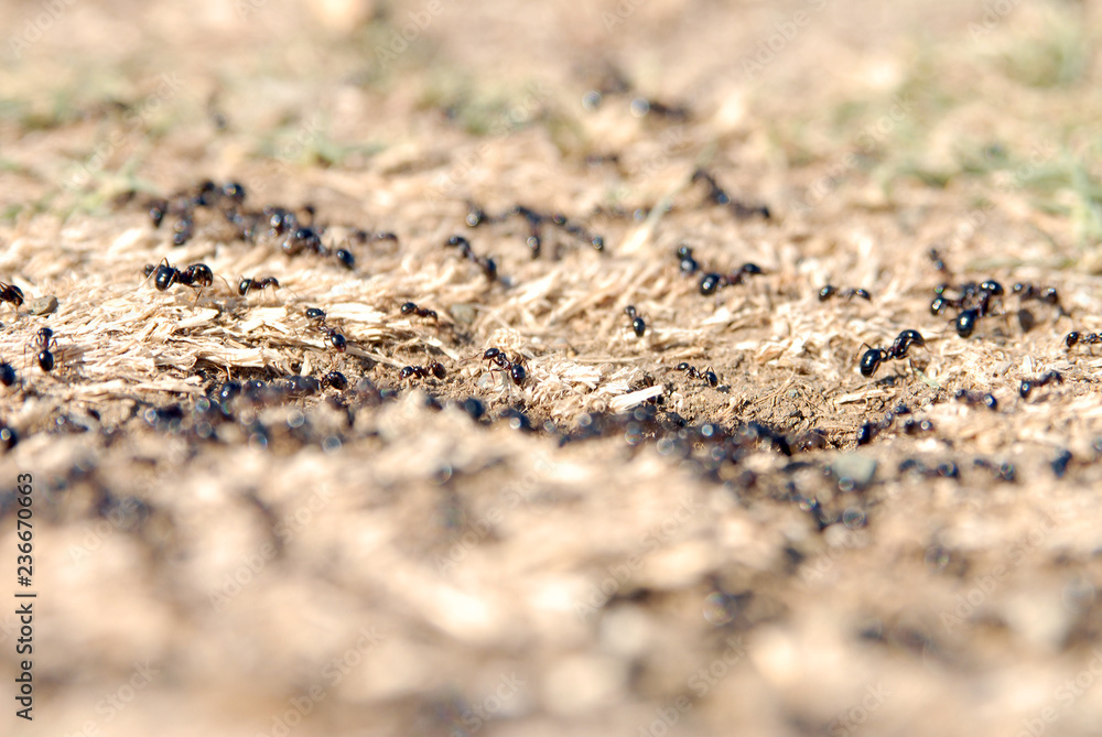 ants arranging nests ants arranging nests