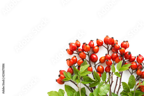 Medicinal plants and herbs composition Pile of Dog rose bunch branch Rosa canina on white  photo