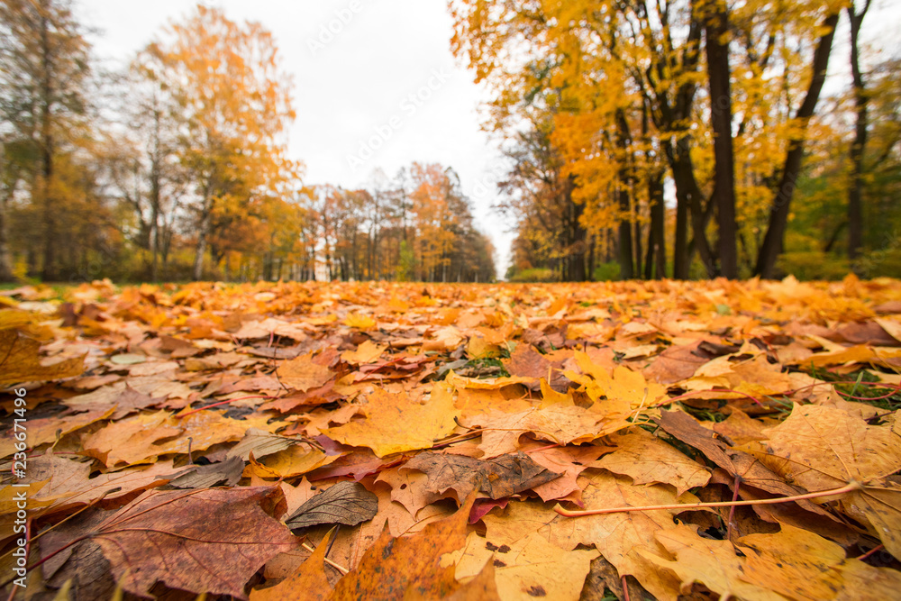 Landscape with autumn leaves and trees in the park Landscape with autumn leaves and trees in the park