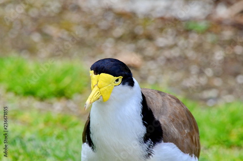 Spur-winged Plover © Bob