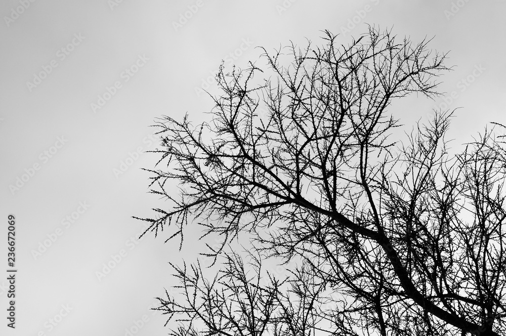 Obraz premium Single dead tree on a gray winter day