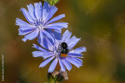 Red-tailed bumblebee on sky blue flowers of common chicory.  - S photo