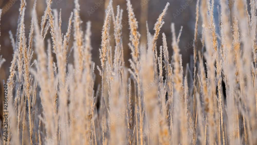 Dry grass in the snow. Panicles of dry grass shrouded in snowflakes against. Dry grass in the snow. Panicles of dry grass shrouded in snowflakes against.