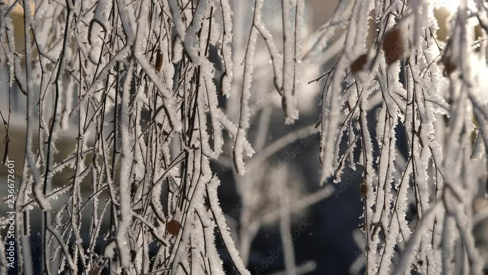 Snowflakes fall from the snow-covered branches of the tree. Snowflakes fall from the snow-covered branches of the tree.