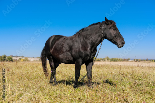 Black horse in the field