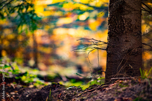 Fototapeta Naklejka Na Ścianę i Meble -  jesienne impresje, wnętrze lasu