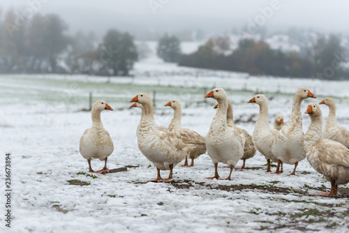 many white geese on a snovy meadow in winter
