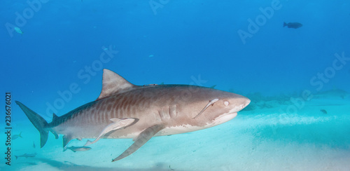 Tiger shark with a closed eye at Tigerbeach  Bahamas