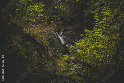 Small waterfall surrounded by lush foliage