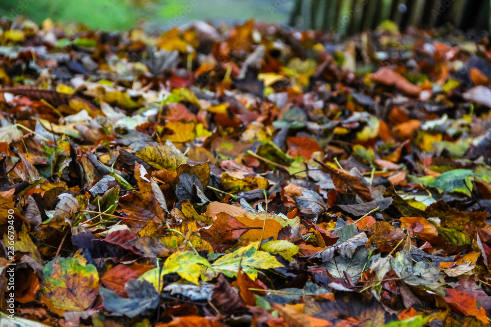 Fallen leaves in autumn park.