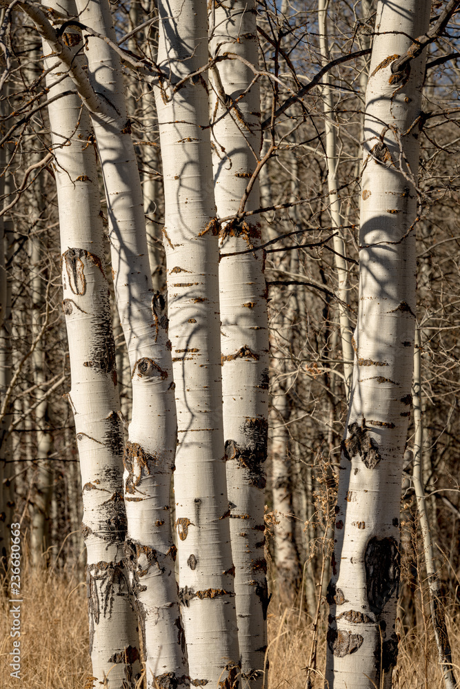 Small cluster of Aspen trees in a grove that are sunlit Small cluster of Aspen trees in a grove that are sunlit