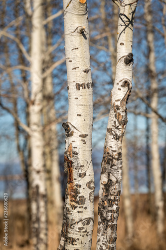 Two small Aspen trees in nature close up