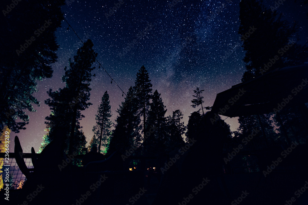 Naklejka premium night in the forest