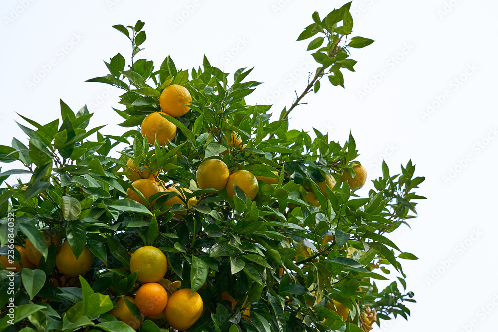 Mandarins are growing on a tree branch with green leaves, against a clear blue sky.    