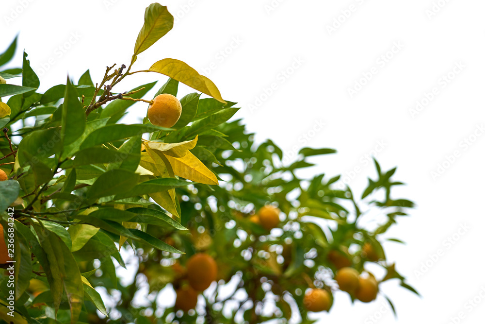 Brunch with mandarines on a mandarine tree isolated on white background.     
