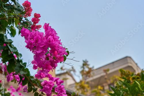                                A brunch of a pink bougainvillea against a blue sky. Copy space.