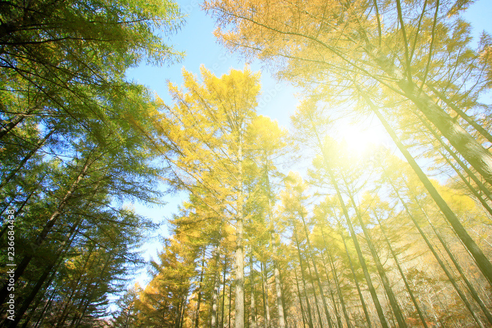 Fototapeta premium Pine branches in the sky