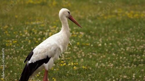 Close look of a stork photo