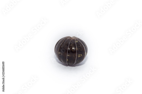 Pill Bug curled up in a ball