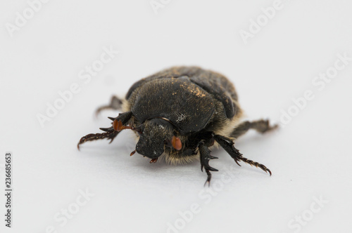 Isolated Large Back Beetle