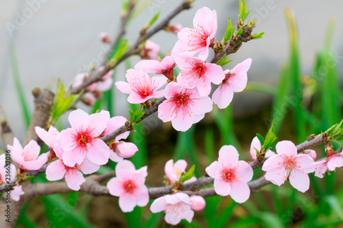 peach blossom in the greenhouses
