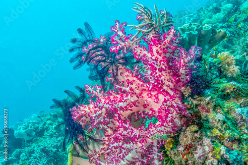 Fototapeta Naklejka Na Ścianę i Meble -  Dendronephthya isoft corals family Nephtheidae.