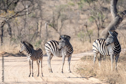 Zebras South Africa