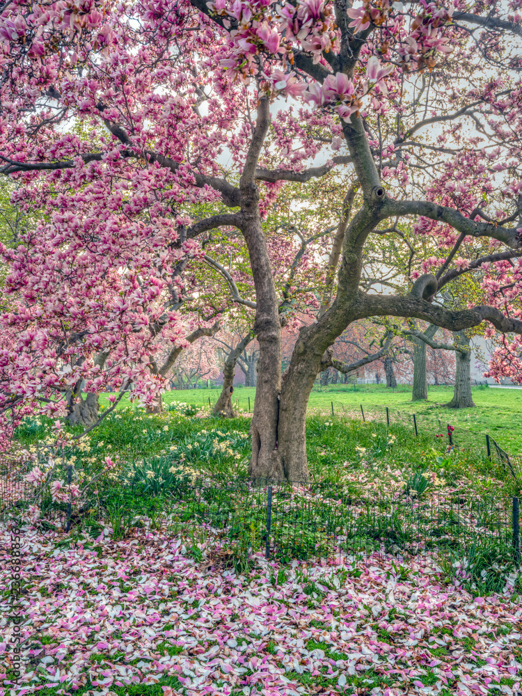 Naklejka premium Central Park, New York City in spring