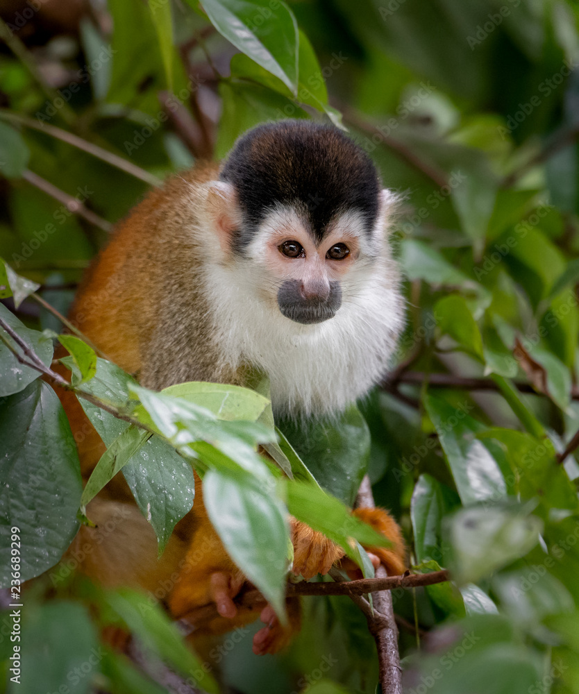 Obraz premium Squirrel Monkey 