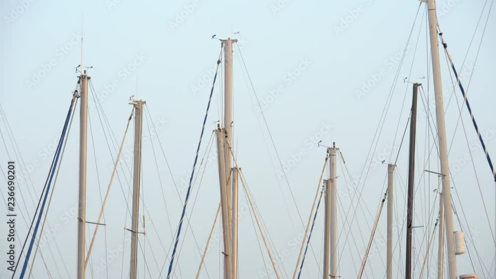 Many yacht masts are peacefully swaying against clear blue sky. They are all white except one dark grey mast and creates a very calm nice view Many yacht masts are peacefully swaying against clear blue sky. They are all white except one dark grey mast and creates a very calm nice view