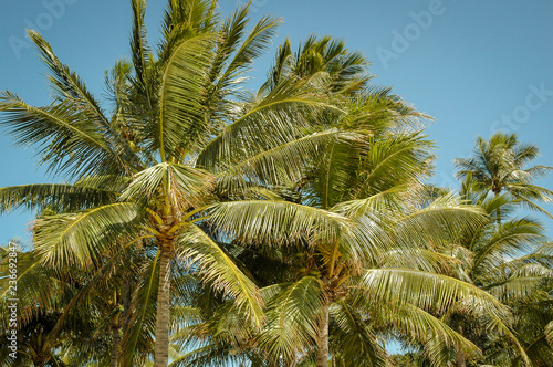 green palm trees blue skies view from below 