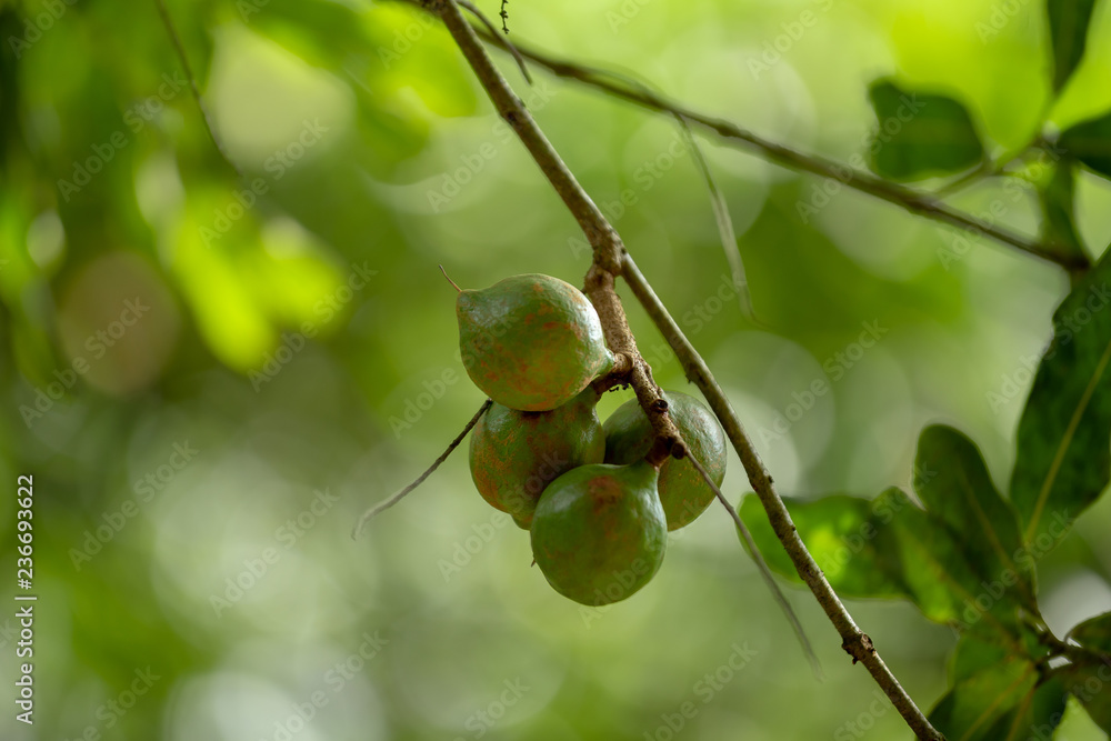 Macadamia nut holding on tree in natural Macadamia nut holding on tree in natural