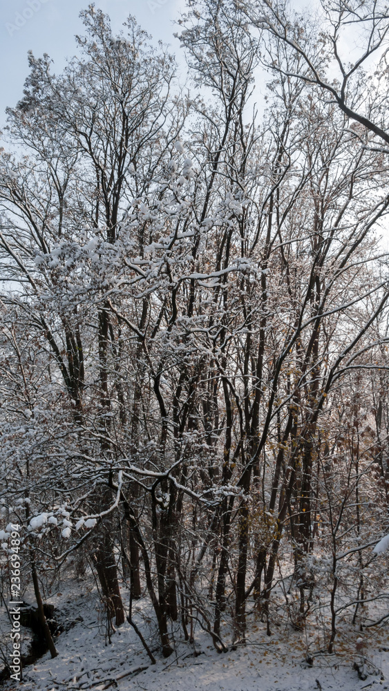 Winter Landscape of South Park with snow covered trees in city of Sofia, Bulgaria Winter Landscape of South Park with snow covered trees in city of Sofia, Bulgaria