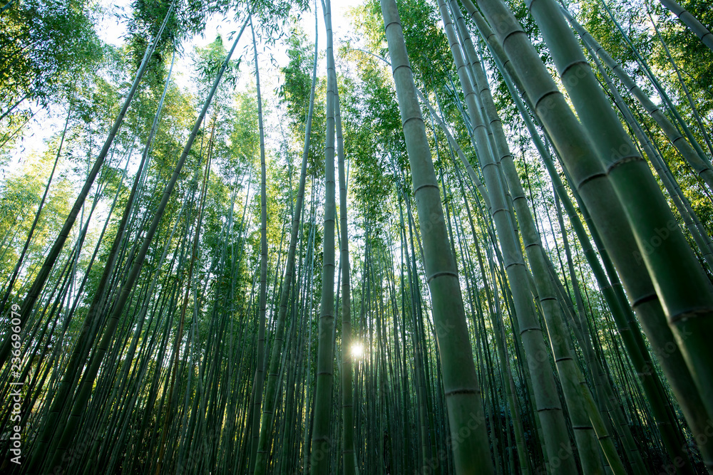 kyoto kyoto