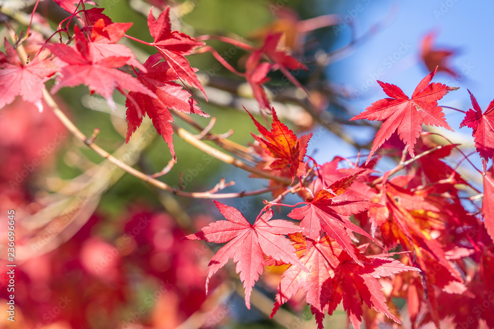 Beautiful red maple leaves in autumn sunny day, blue sky, close up, copy space, macro Beautiful red maple leaves in autumn sunny day, blue sky, close up, copy space, macro