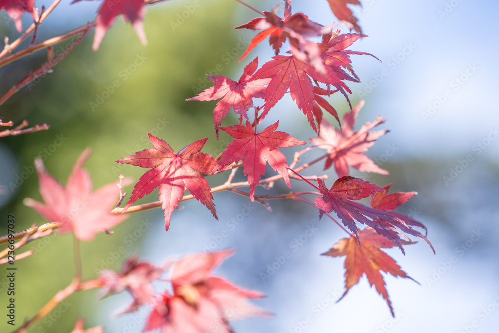 Beautiful red maple leaves in autumn sunny day, blue sky, close up, copy space, macro Beautiful red maple leaves in autumn sunny day, blue sky, close up, copy space, macro