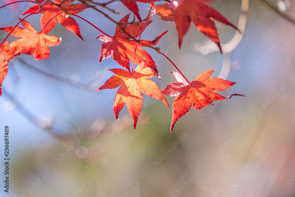 Beautiful red maple leaves in autumn sunny day, blue sky, close up, copy space, macro Beautiful red maple leaves in autumn sunny day, blue sky, close up, copy space, macro