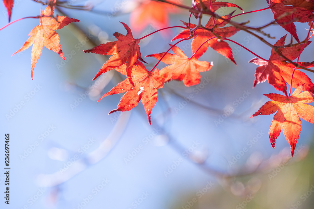 Beautiful red maple leaves in autumn sunny day, blue sky, close up, copy space, macro Beautiful red maple leaves in autumn sunny day, blue sky, close up, copy space, macro
