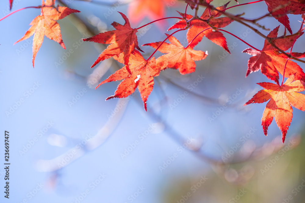 Beautiful red maple leaves in autumn sunny day, blue sky, close up, copy space, macro