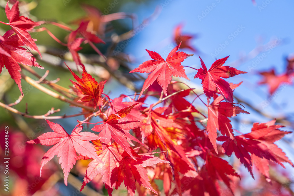 Beautiful red maple leaves in autumn sunny day, blue sky, close up, copy space, macro Beautiful red maple leaves in autumn sunny day, blue sky, close up, copy space, macro
